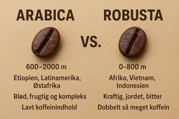 Arabica vs. Robusta: Kaffens to verdener